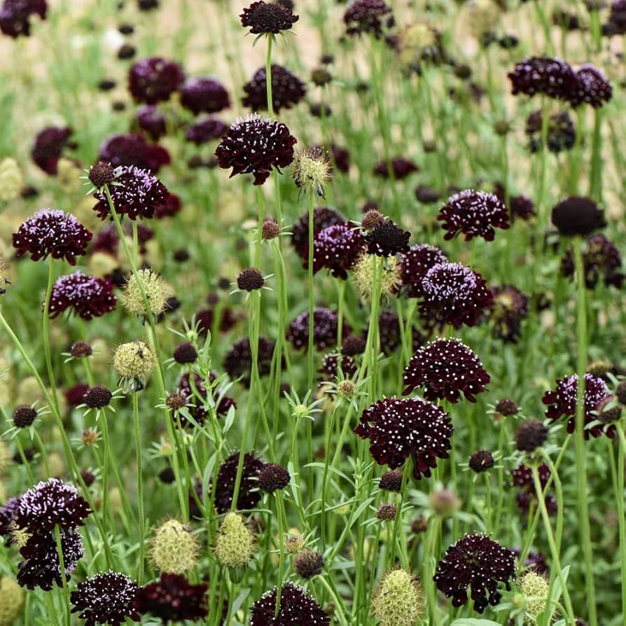Queen (Anne's lace flower Daucus carota Gothic black heirloom) for planting in garden